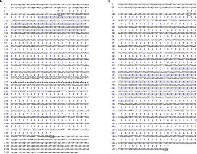 Characterization, expression profiling, and estradiol response analysis of DMRT3 and FOXL2 in clam Cyclina sinensis